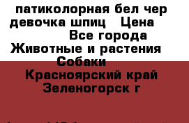 патиколорная бел/чер девочка шпиц › Цена ­ 15 000 - Все города Животные и растения » Собаки   . Красноярский край,Зеленогорск г.